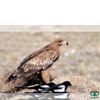 گونه عقاب صحرایی Aquila nipalensis